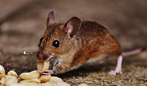 24 Hour & Emergency Exterminators in Penasse, MN